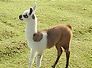lama